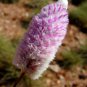 Ptilotus calostachyus Weeping Mulla Mulla 100 AU Seeds