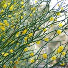 Rock Wattle Acacia Rupicola 20 AU seeds Fresh