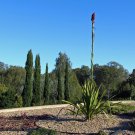 20 AU Seeds Giant Flame Lily Doryanthes excelsa