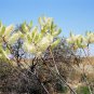10 AU seeds White Plumed Grevillea leucopteris