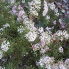 Hakea lissocarpha Honeybush 5 AU Seeds