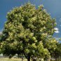 Cedar Wattle Acacia elata 30 AU seeds Fresh
