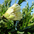 Protea mundii Forest Sugarbush 5 AU seeds
