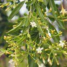 5 AU Seeds Desert Jasmine Lineare