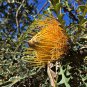 5 AU Seeds Golden Dryandra nobilis