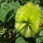 Cape Wattle Paraserianthes iophantha 30 AU seeds Fresh