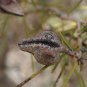 Small Fruit Hakea Microcarpa 20 AU Seeds Fresh