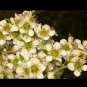 Leptospermum polygalifolium Tantoon 200 AU Seeds