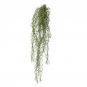 30 AU Seeds Old Mans Beard Clematis aristata
