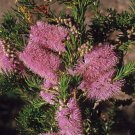 100 AU Seeds Mauve Honey Myrtle Melaleuca glaberrima