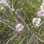 100 AU Seeds Mauve Honey Myrtle Melaleuca glaberrima