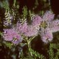 100 AU Seeds Mauve Honey Myrtle Melaleuca glaberrima