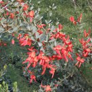 Templetonia Retusa Cockies Tongue 20 AU Seeds