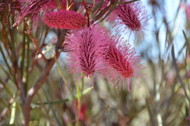 10 AU Seeds Grass Leaf Hakea multilineata