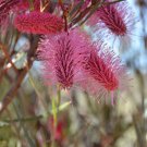 10 AU Seeds Grass Leaf Hakea multilineata