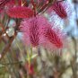 10 AU Seeds Grass Leaf Hakea multilineata