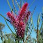 10 AU Seeds Grass Leaf Hakea multilineata
