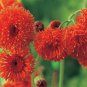 Leucopogen verticcllatus Tassel Flower 25 AU Seeds
