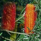 10 AU seeds River Banksia seminuda