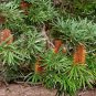 10 AU seeds River Banksia seminuda