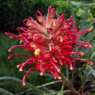 5 AU Seeds Red Silky Oak Grevillea banksii forsteri
