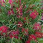 Callistemon rugulosus Scarlet Bottlebrush 200 AU Seeds