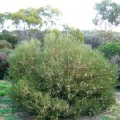 5 AU Seeds Peach Hakea Platysperma