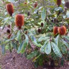 Swamp Banksia Robur 10 AU Seeds Fresh