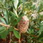 Swamp Banksia Robur 10 AU Seeds Fresh