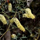 10 AU seeds Tangled Grevillea triternata
