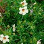 10 AU Seeds Hibiscus Simply Love Hibiscus trionum