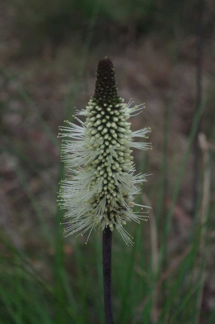 Xanthorrhoea macronema Bottlebrush Grass Tree 10 AU Seeds