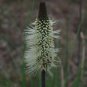 Xanthorrhoea macronema Bottlebrush Grass Tree 10 AU Seeds