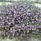 50 AU Seeds Flowering Alba Guichenotia Macrantha