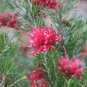 10 AU seeds Wilson Grevillea wilsonii