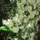 150 AU seeds Twiggy Heath Myrtle Baeckea virgata