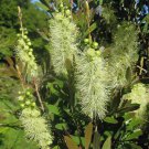 White Weeping Bottlebrush Callistemon salignus 200 AU seeds plus