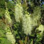 White Weeping Bottlebrush Callistemon salignus 200 AU seeds plus