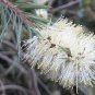 White Weeping Bottlebrush Callistemon salignus 200 AU seeds plus