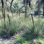 Xanthorroea brunonis Grass Tree 10 AU Seeds