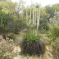 Xanthorroea brunonis Grass Tree 10 AU Seeds