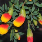 30 AU Seeds Fiery Flowered Bossiaea preissii
