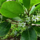 10 AU seeds Hawaiian Holly Leea coccinea rubra