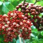 10 AU seeds Hawaiian Holly Leea coccinea rubra
