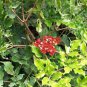 10 AU seeds Hawaiian Holly Leea coccinea rubra