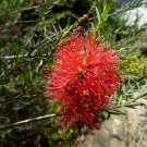 100 AU Seeds Scarlett Honey Myrtle Melaleuca fulgens