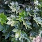 Fatsia japonica False Aralia 10 AU Seeds
