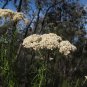 50 AU Seeds Shiny Cassinia longifolia