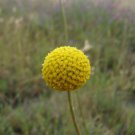Pycnosorus globosus Billy Buttons 50 AU seeds
