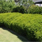 200 AU Seeds Bracelet Honey Myrtle Melaleuca Armillaris